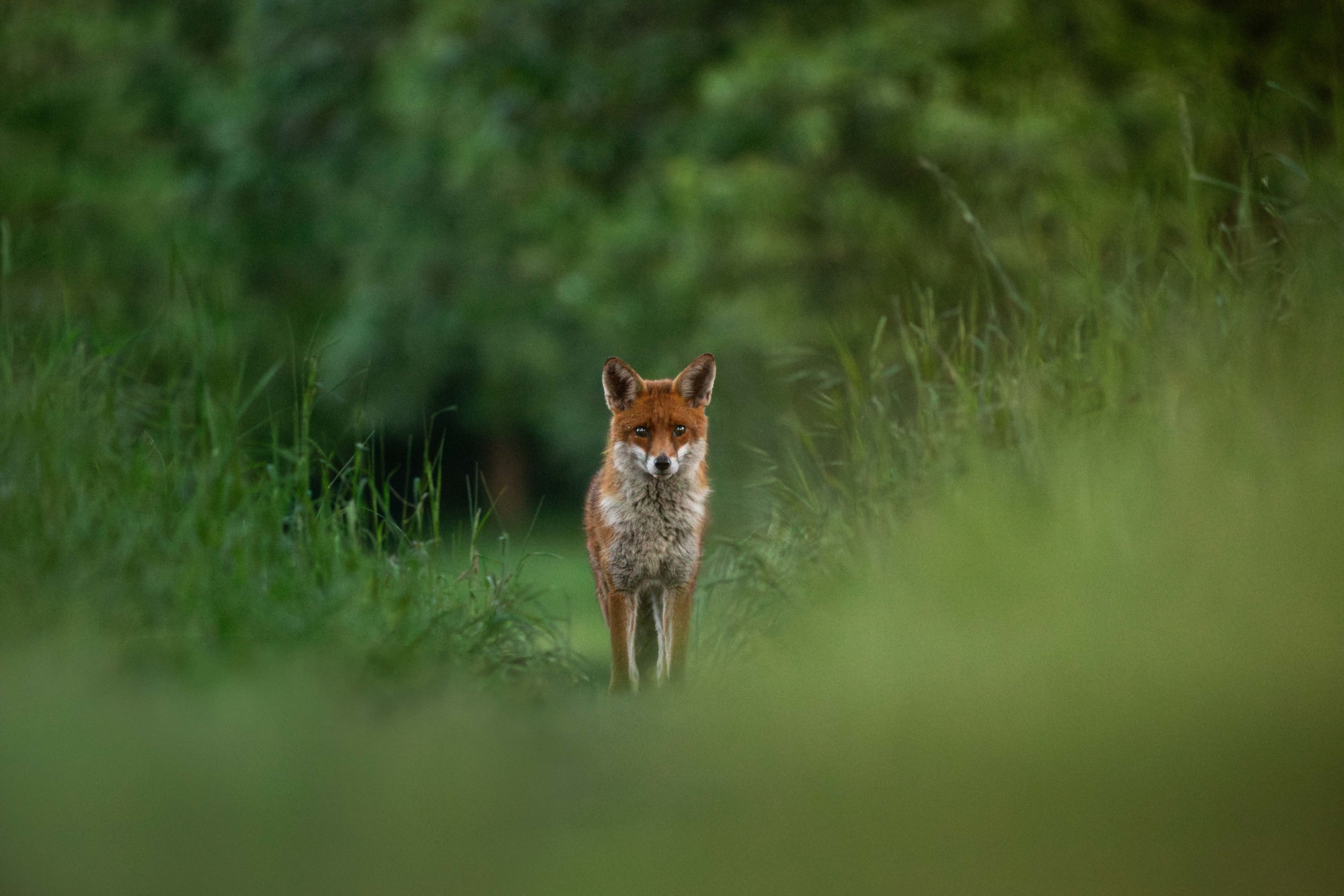 Fox eye contact at dusk